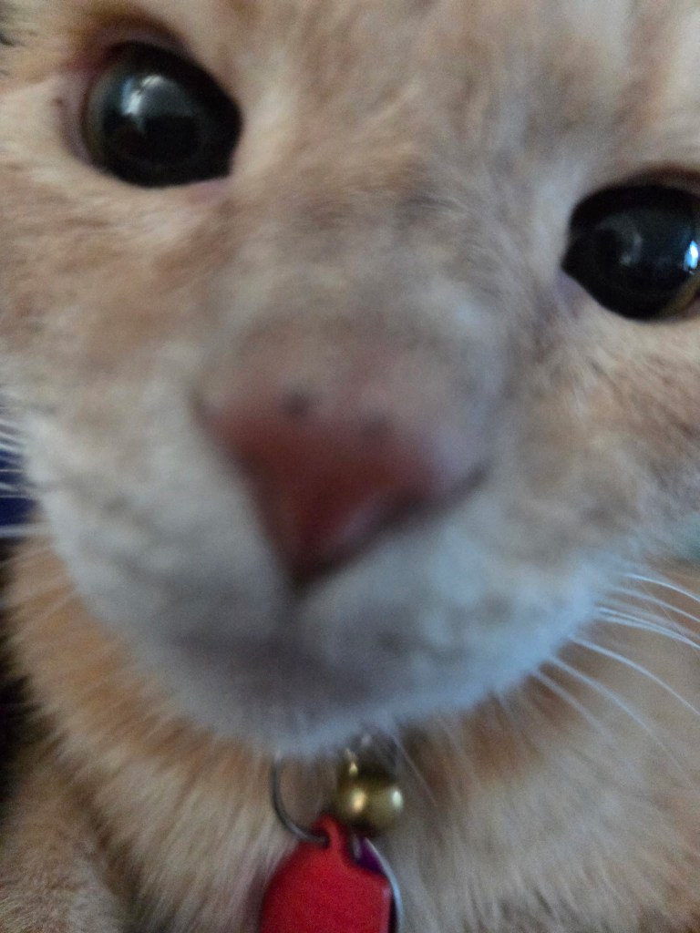 An orange tabby cat very close to the camera and sniffing the camera.